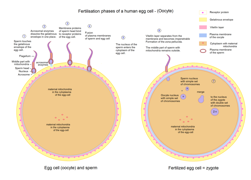 An illustration of the fertilization phases of a human egg cell (Oocyte). 