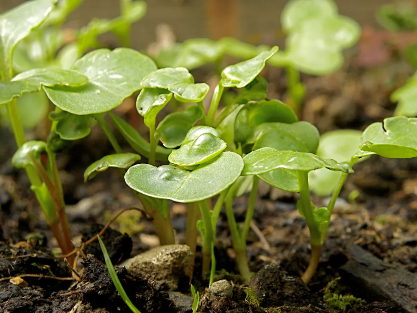 The image shows radish plants of various heights sprouting out of dirt.