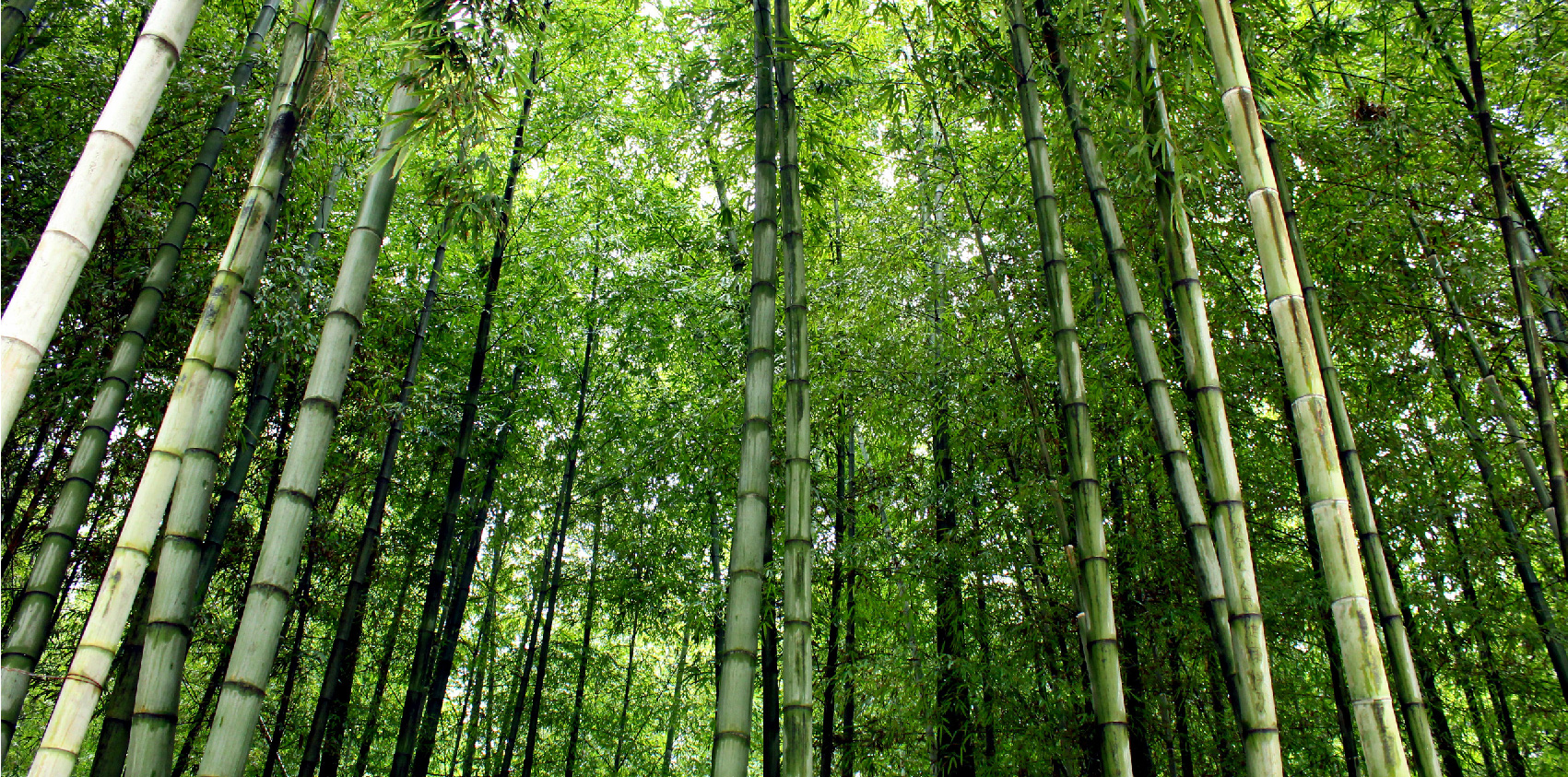 An upward view of bamboo trees.