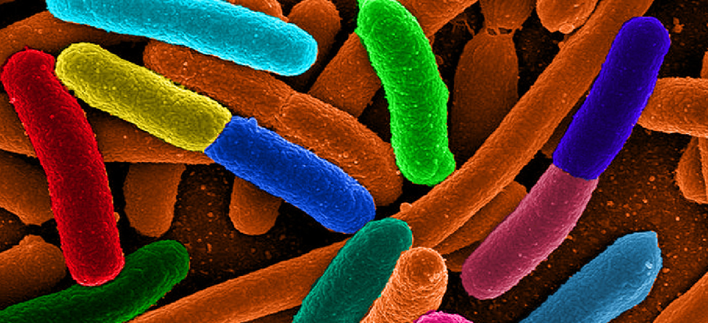 E.Coli bacteria