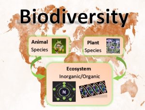 biodiversity of planet