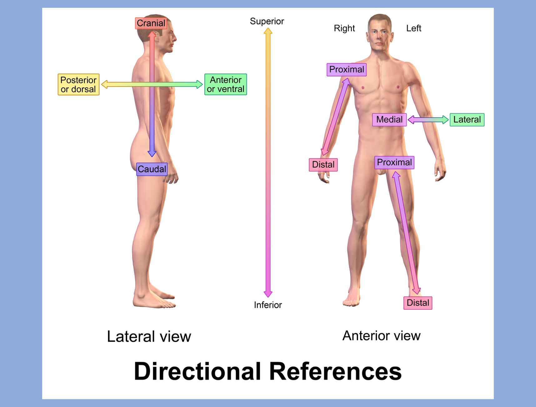 Profile and portrait views of the body of man.  Included labels identify various aspects of anatomical location/position.