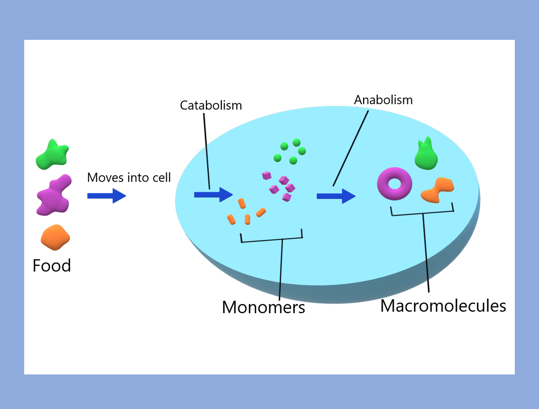 Food items are transported into a cell where they are broken down into building blocks that can be used for new growth.