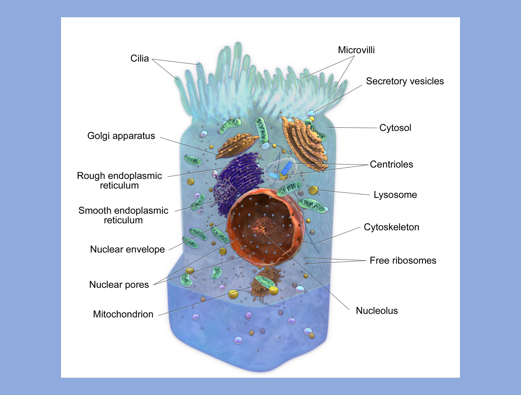 A cell with multiple internal membrane-bound organelles, such as a nucleus, and surface features, such as cilia.