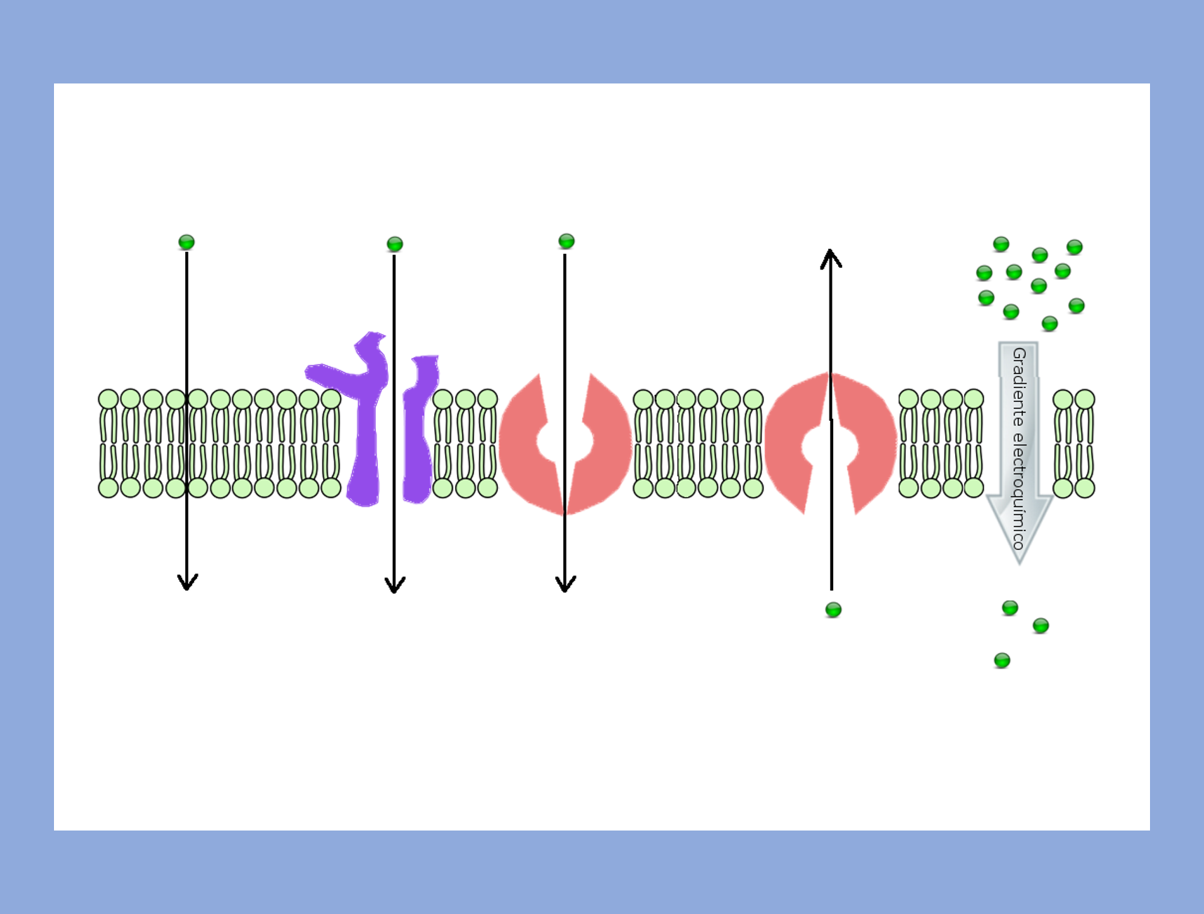 Membrane transport mechanisms of solutes vary with regards to direction of movement and involvement of membrane proteins. 