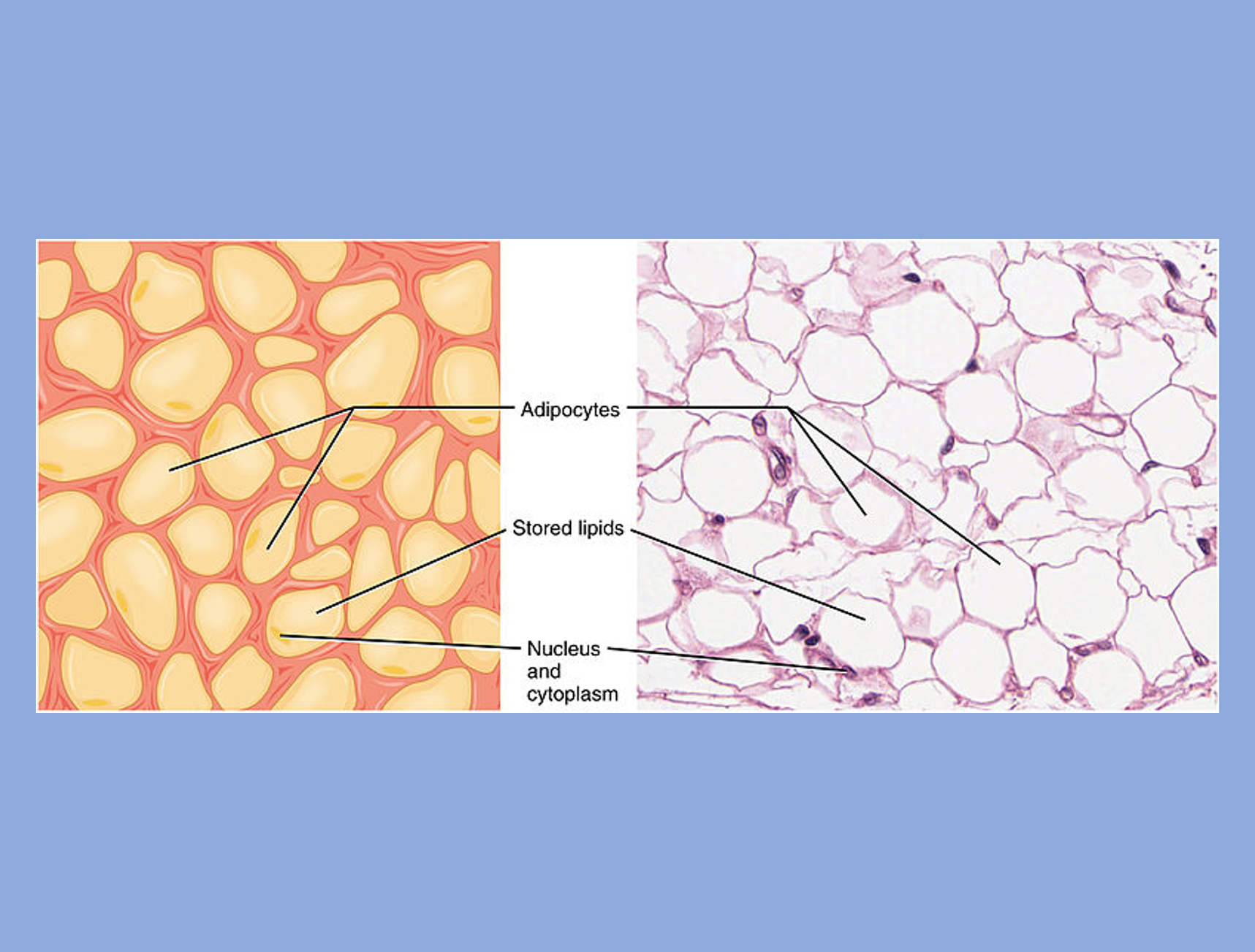 Multiple cells that store lipids are seen in an illustration and actual micrograph of adipose tissue. 