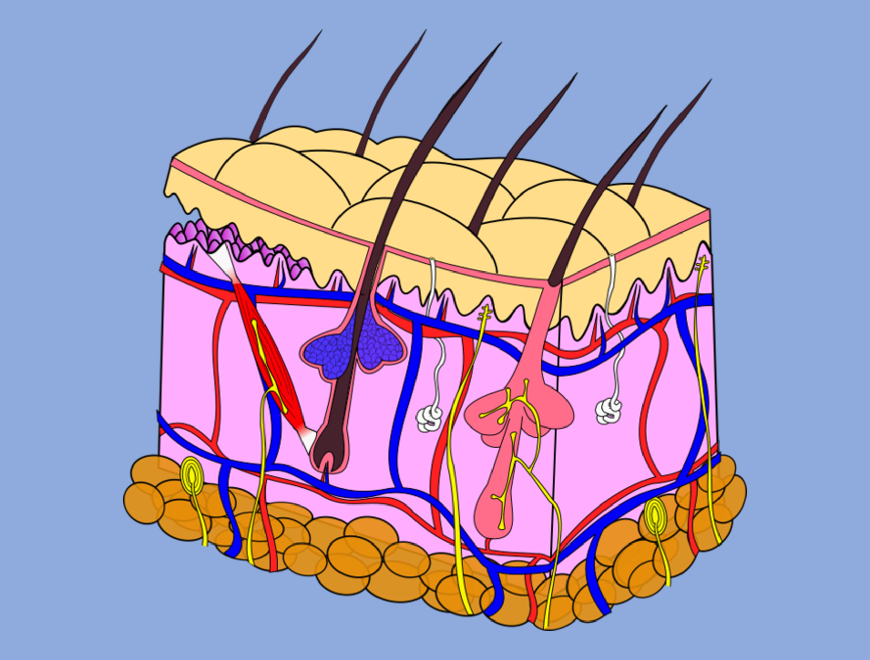 A cross-sectional image of skin reveals distinctive layers and structures, such as glands and hair.