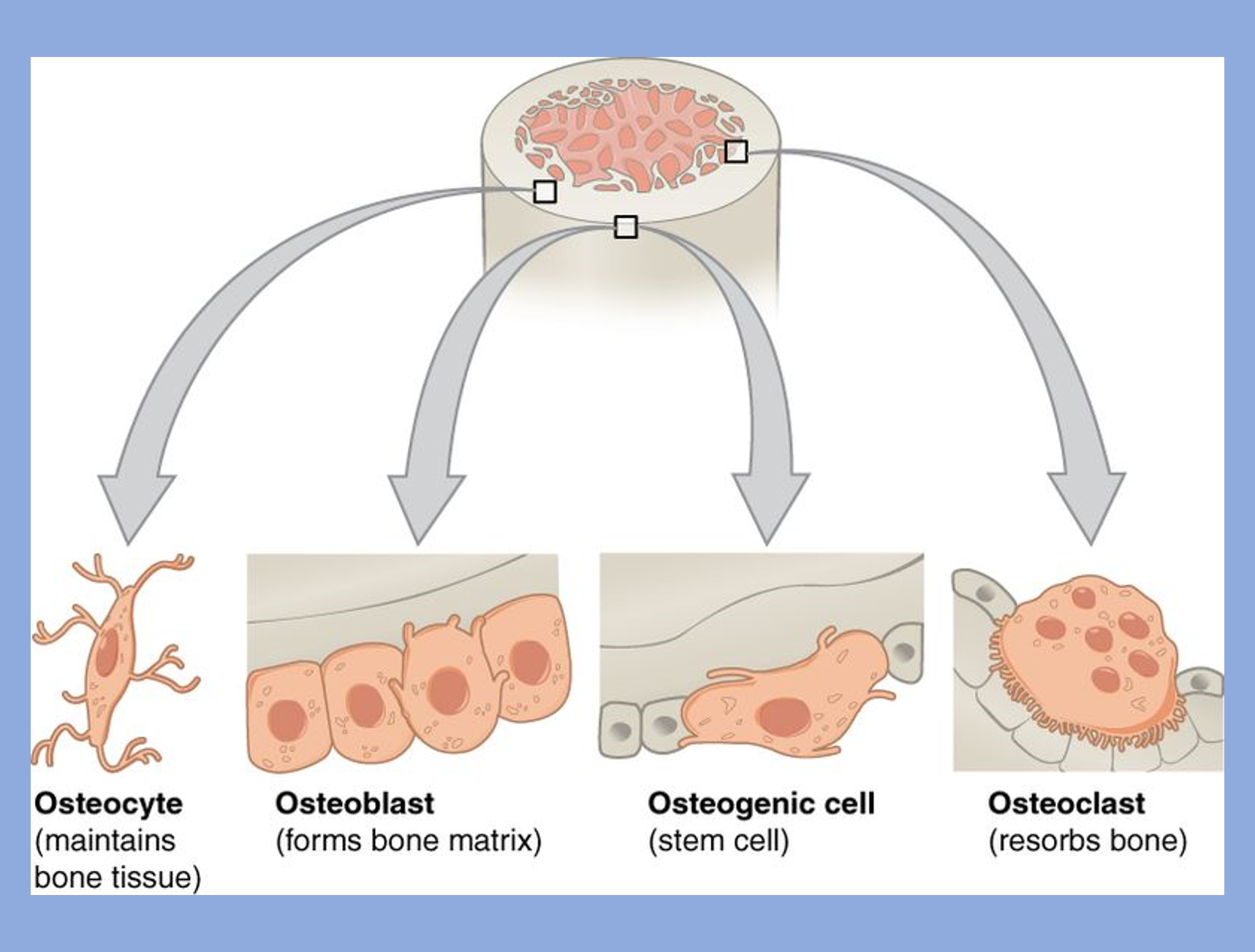 Bone is comprised of different cell types that perform separate functions. 