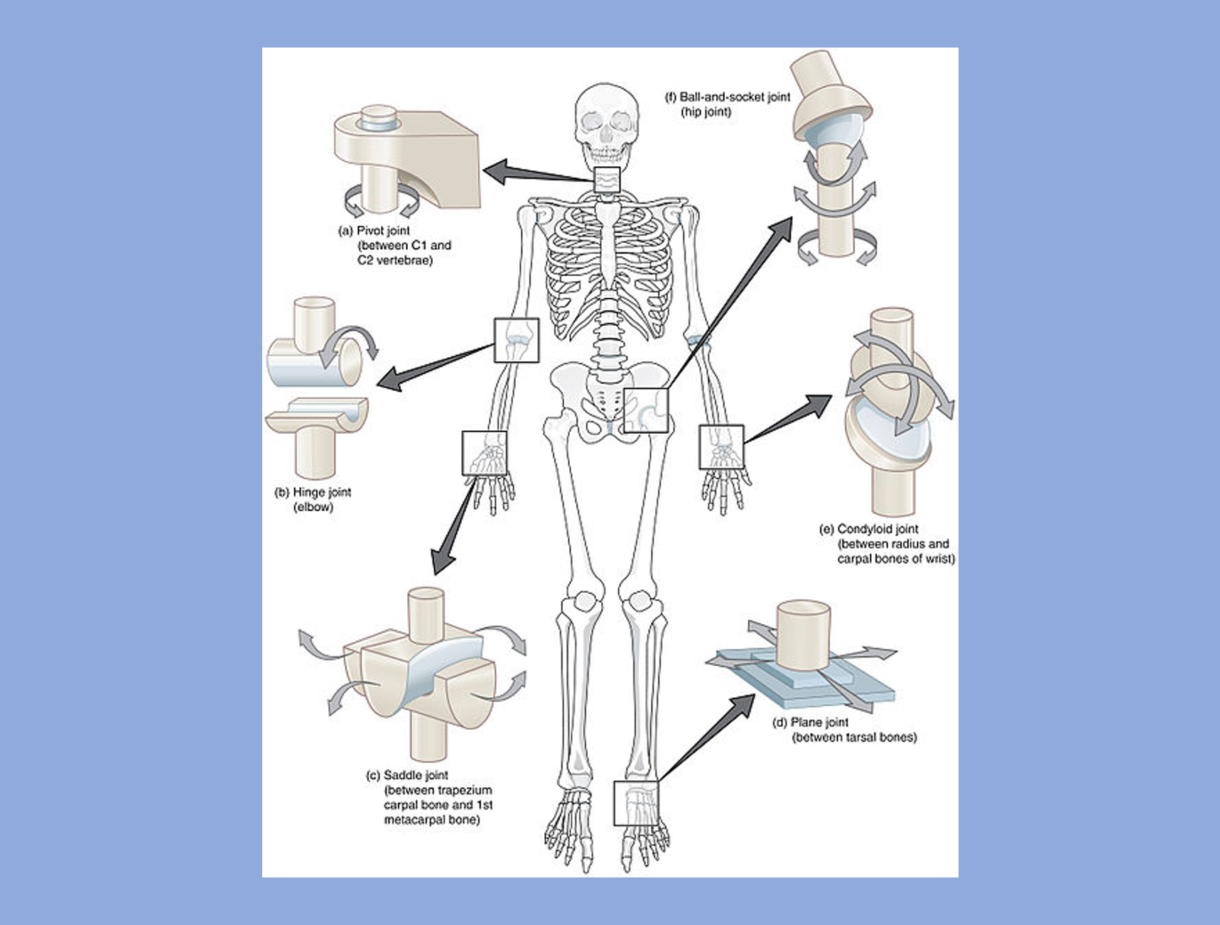 The joints of the skeletal system are where two bones connect together and vary by type and motion.