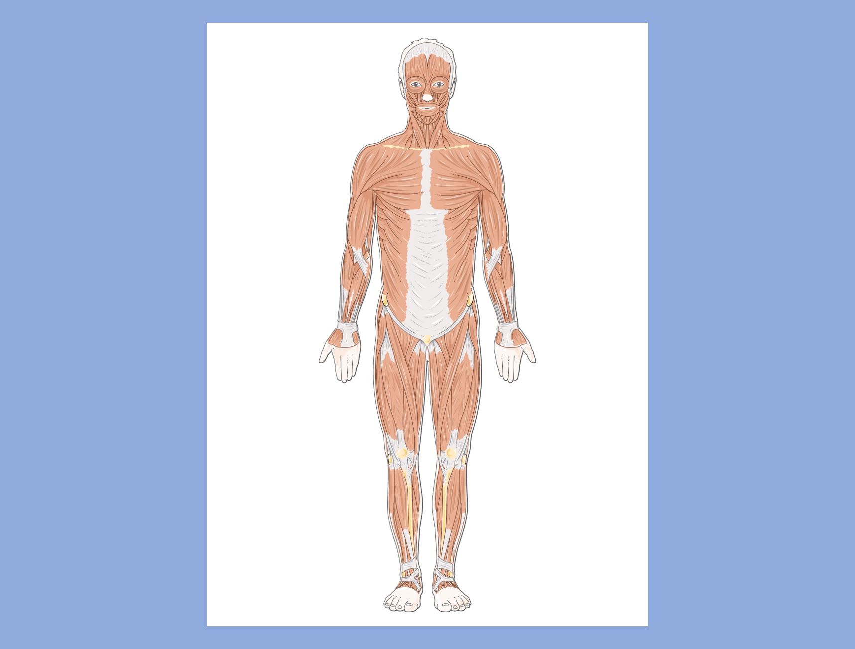 A ventral view of a human showing may different superficial muscles and associated tendons; muscle vary by size and location.