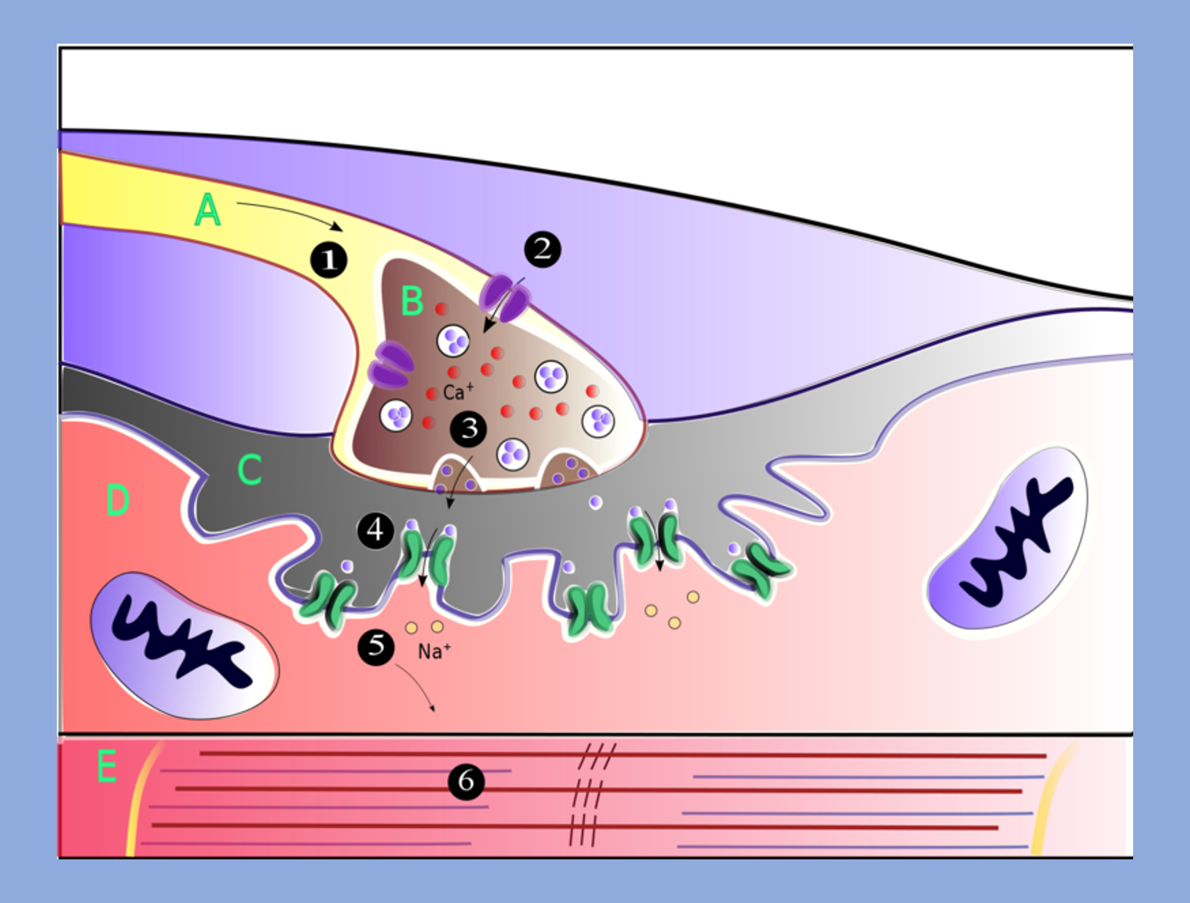 A neuromuscular junction shows how signals from a motor neuron trigger a muscular contraction.