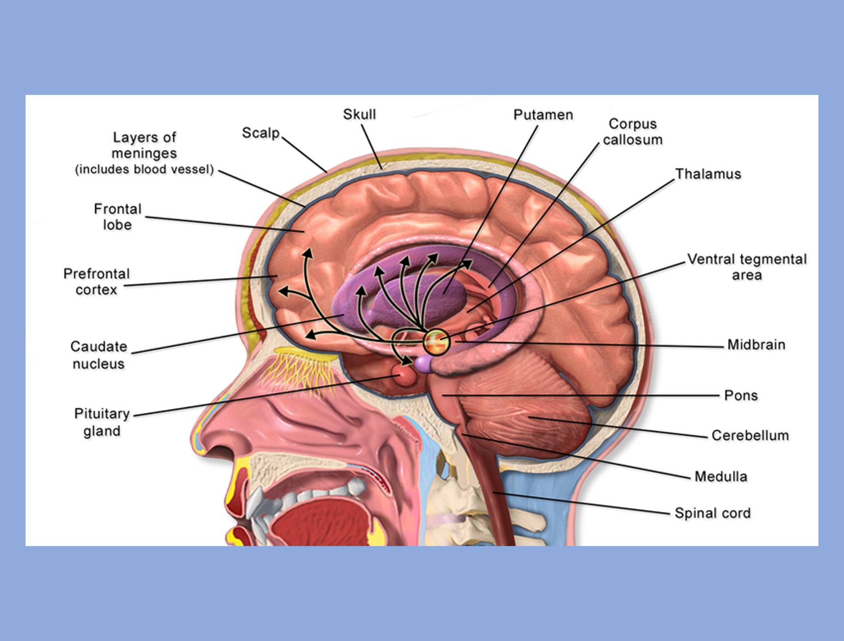 The human brain is a complex structure comprised of multiple layers and regions.