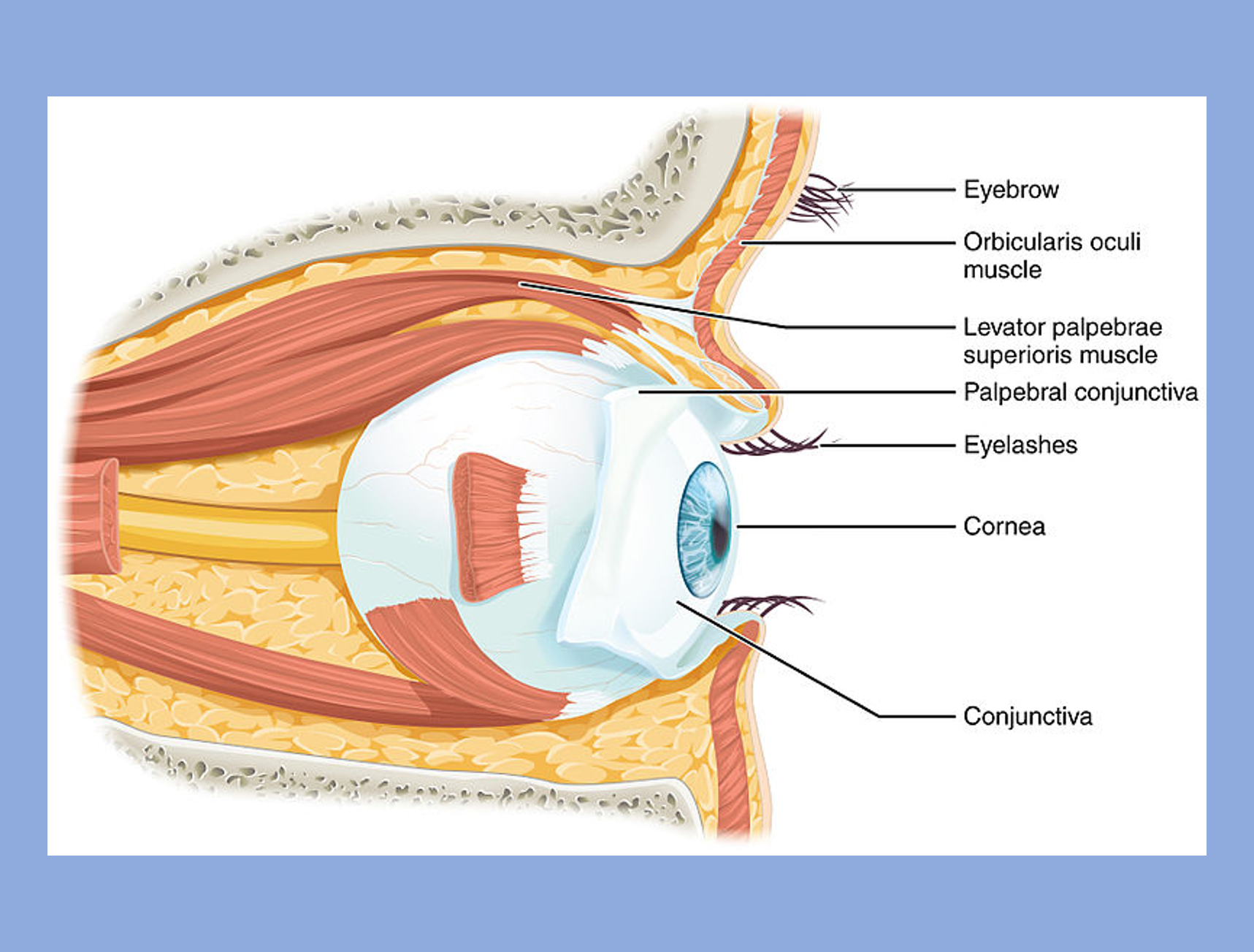 The human eye is a special sense organ that sits in a socket in the skull and anchored by extrinsic skeletal muscles.