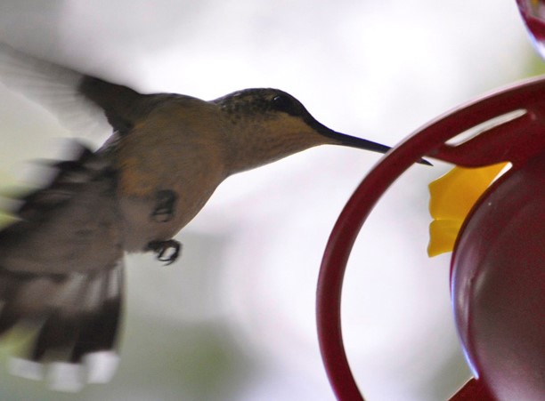 A hummingbird drinks from a feeder