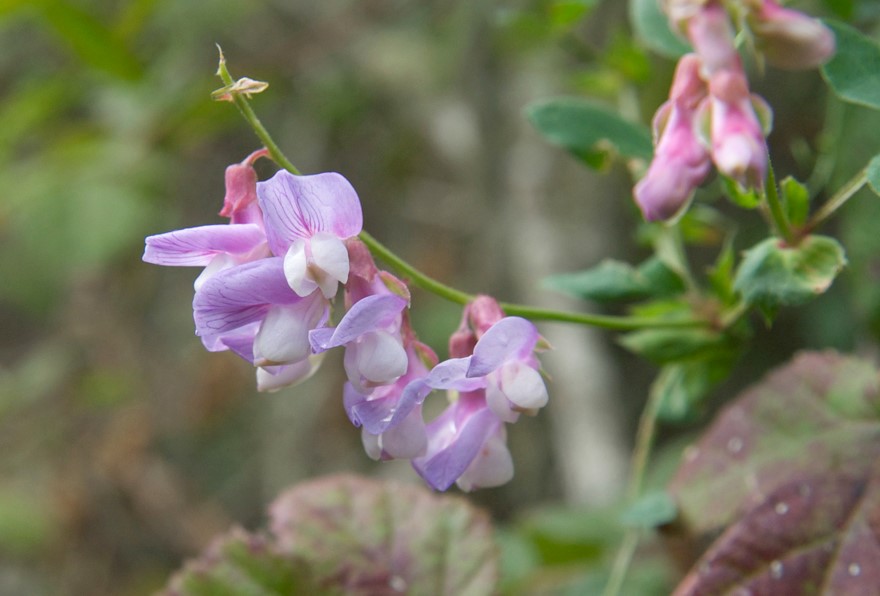 Photo shows pea-plant flower, with purple petals that fold back on themselves