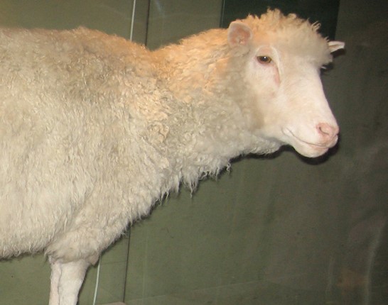 Photo shows Dolly the sheep, which has been stuffed and placed in a glass case