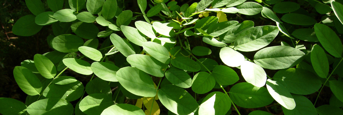 A locust leaf consists of leaflets arrayed along a central midrib. Each leaflet is a complex photosynthetic machine, exquisit