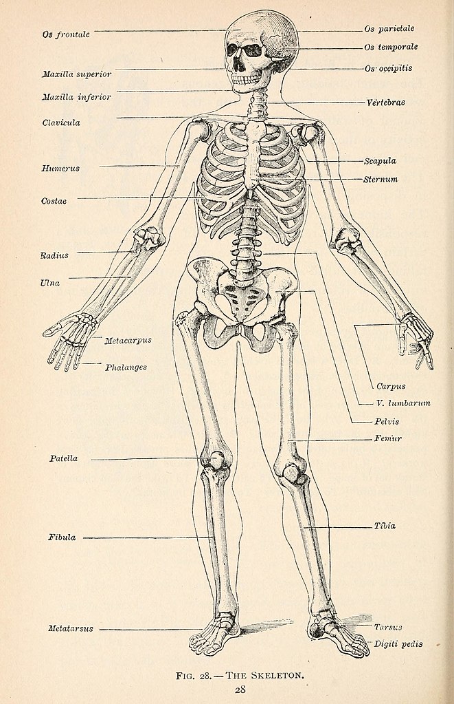 Skeleton