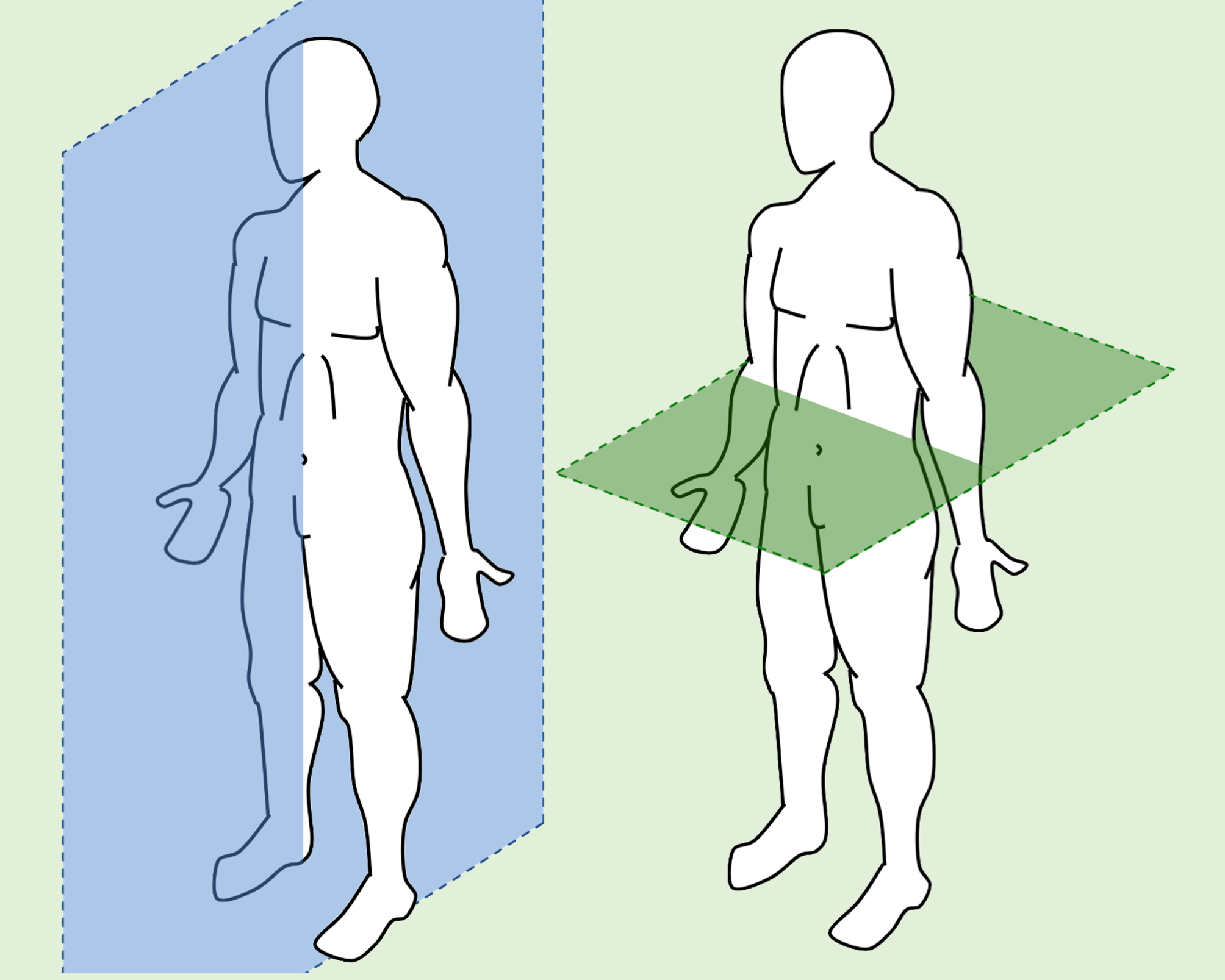 Diagram of two bodies divided into regions.