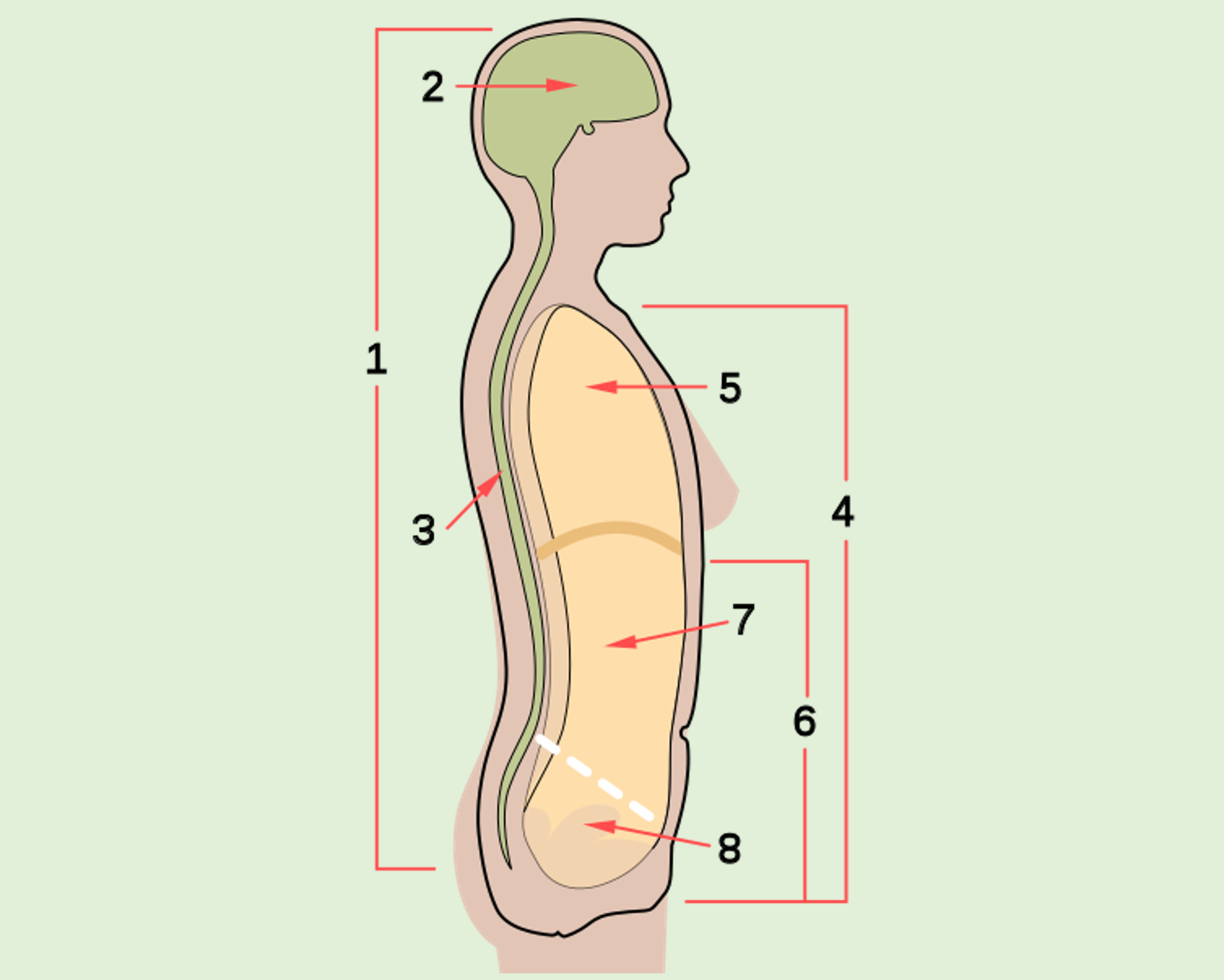 Diagram of body cavities.