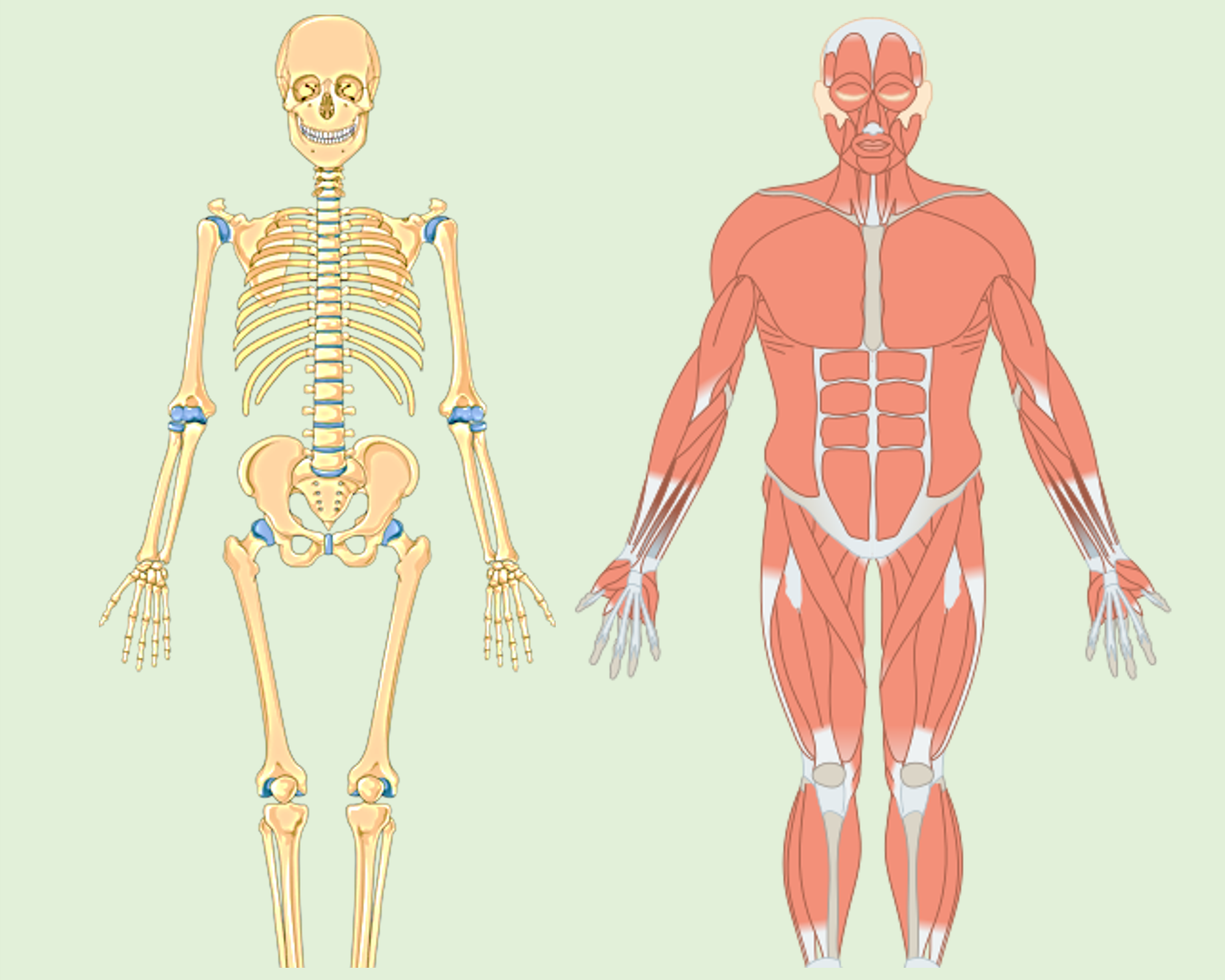 Diagrams of skeletal and muscle systems.