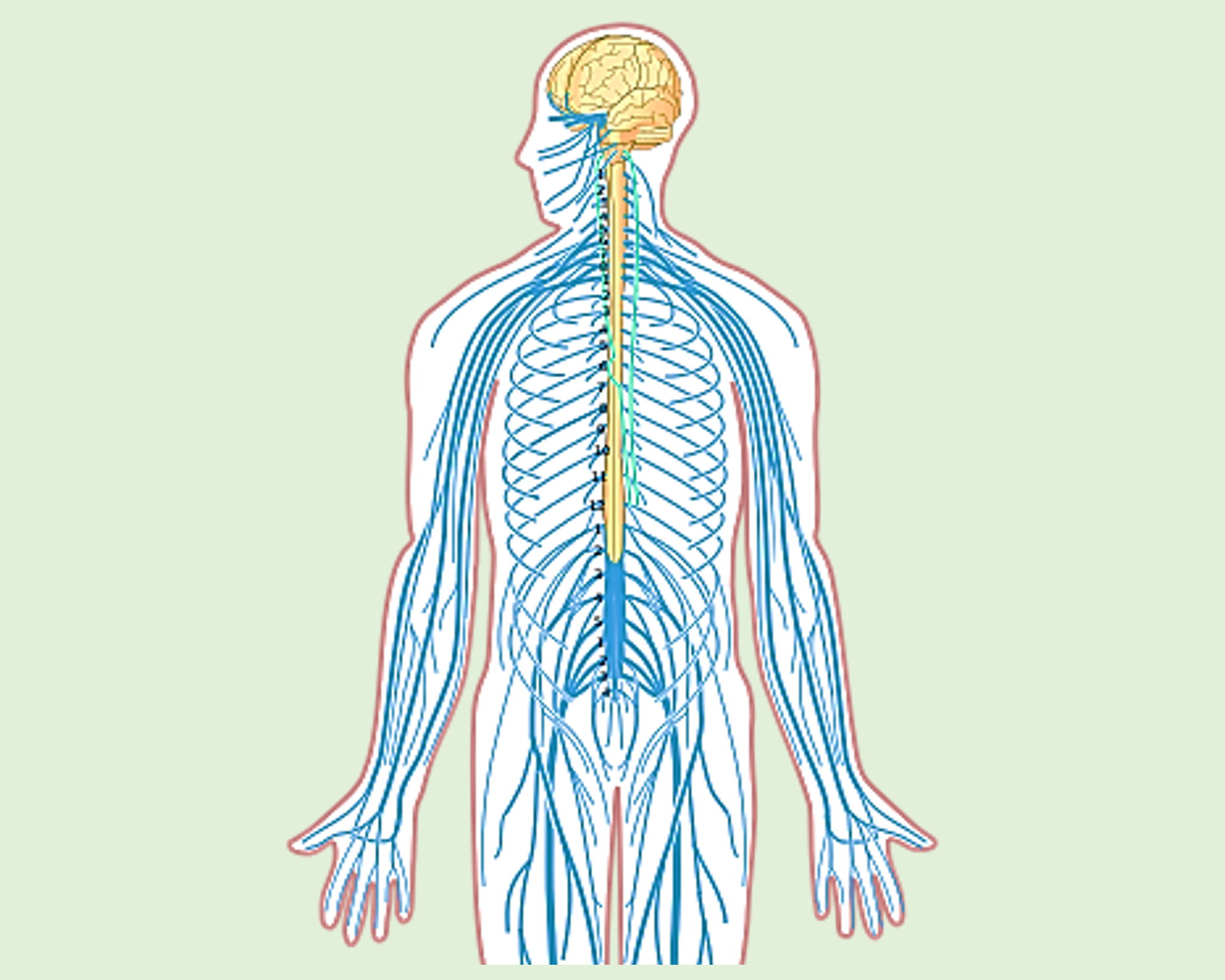 Diagram of the nervous system.