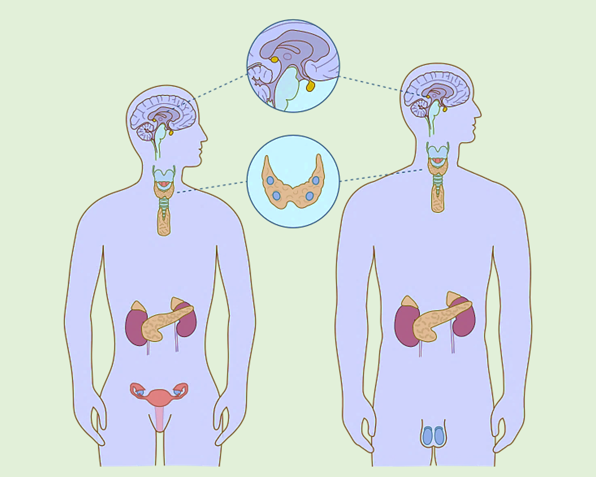 Diagram of male and female bodies with organs relevant to the endocrine system.