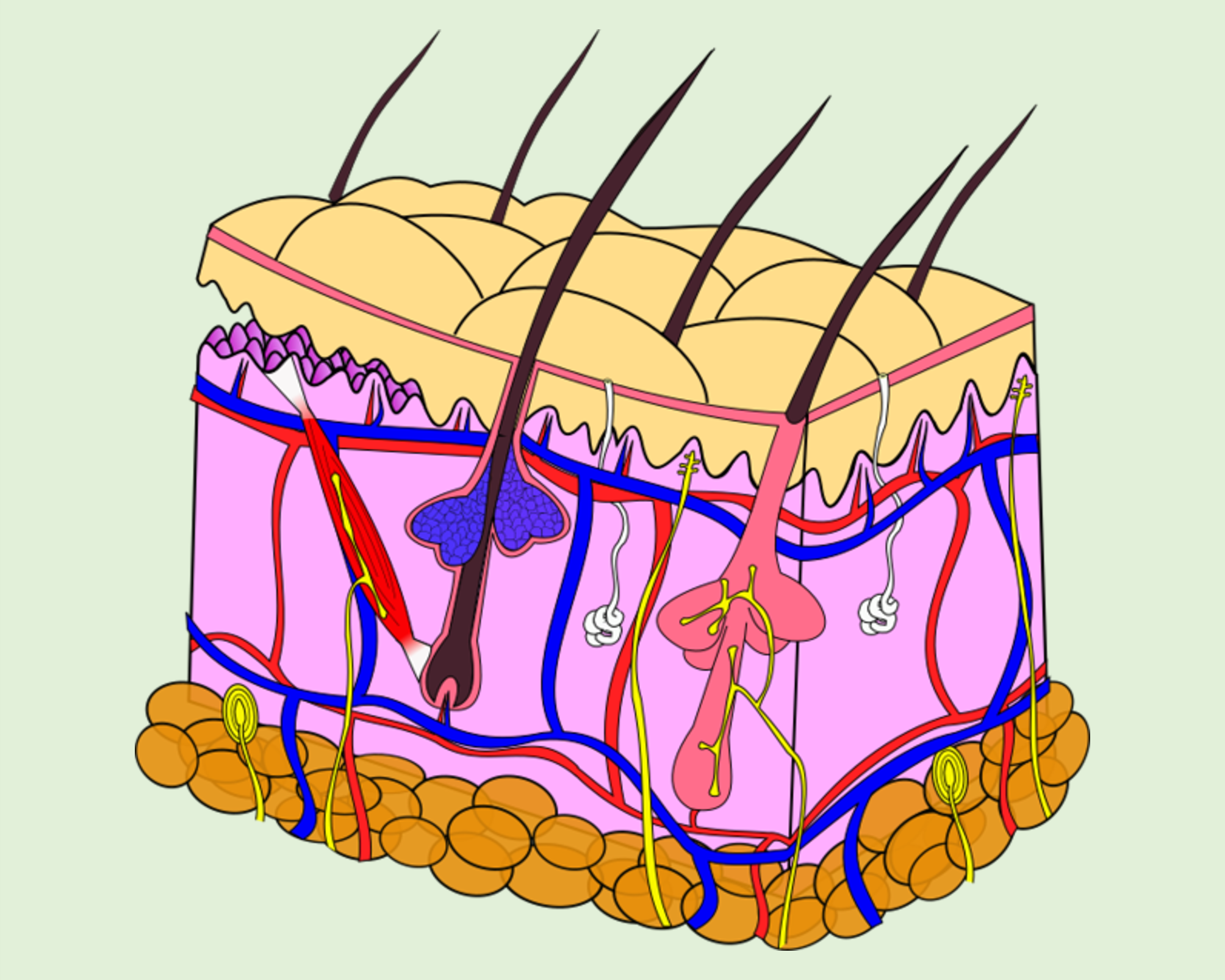 Anatomical diagram of skin.