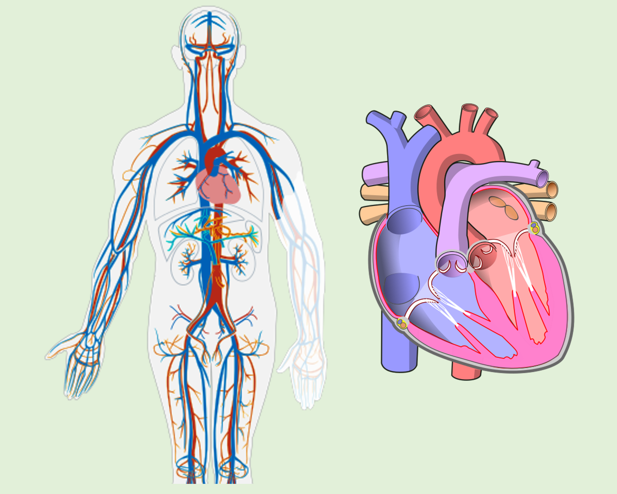 Diagram of the cardiovascular system and the human heart.