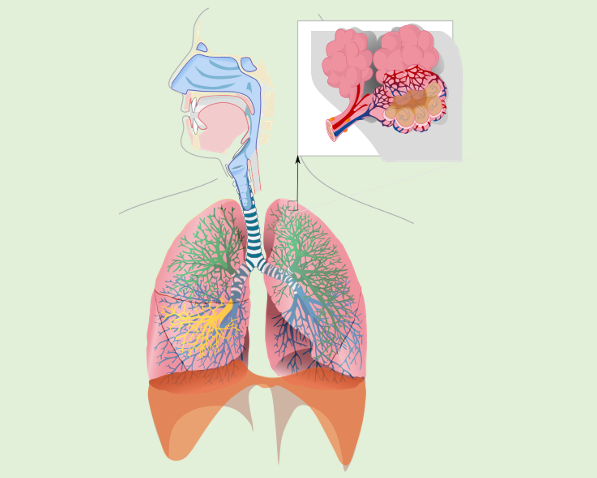 Diagram of the respiratory image.