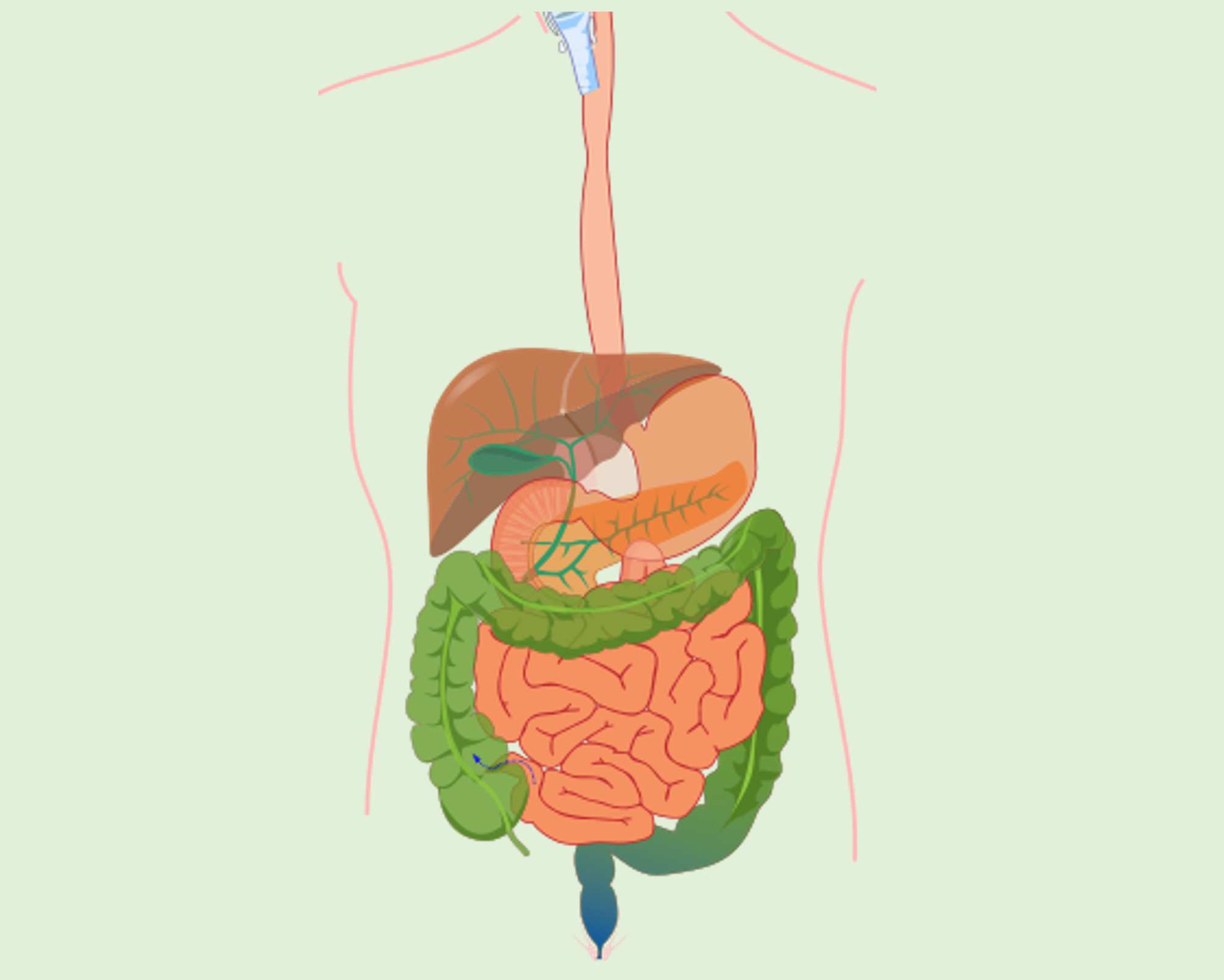 Diagram of the digestive system.