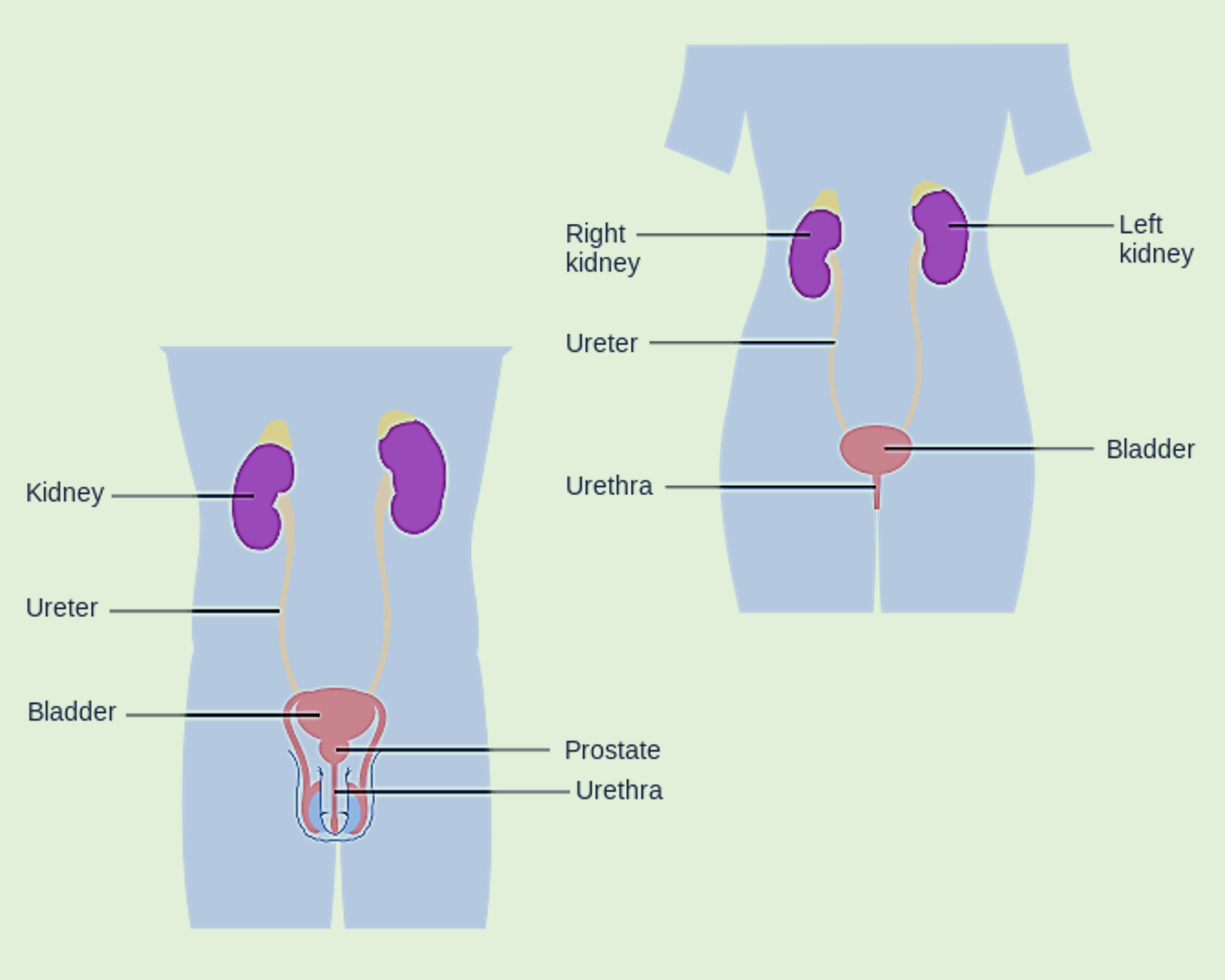 Diagram of the male and female urinary systems.