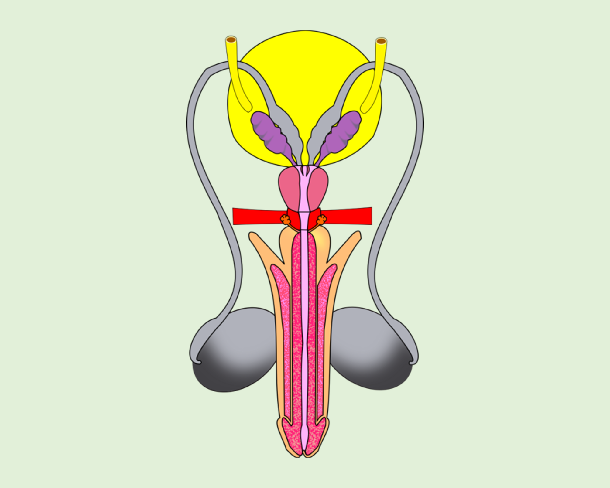 Diagram of the male reproductive system.