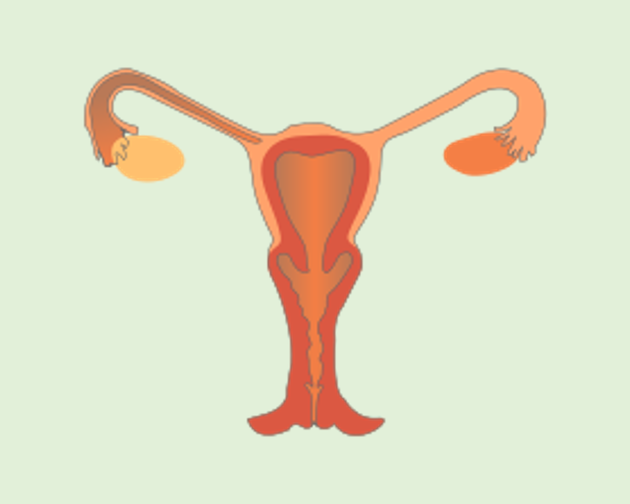 Diagram of the female reproductive system.