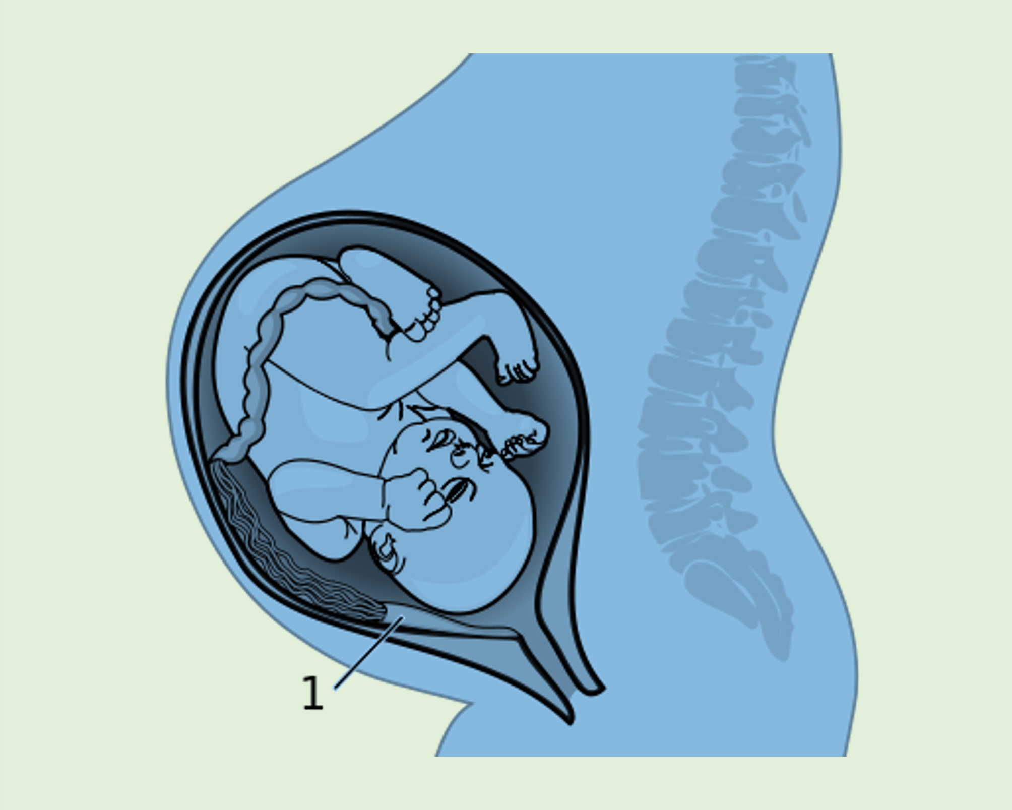 Diagram image of a fetus in the womb.