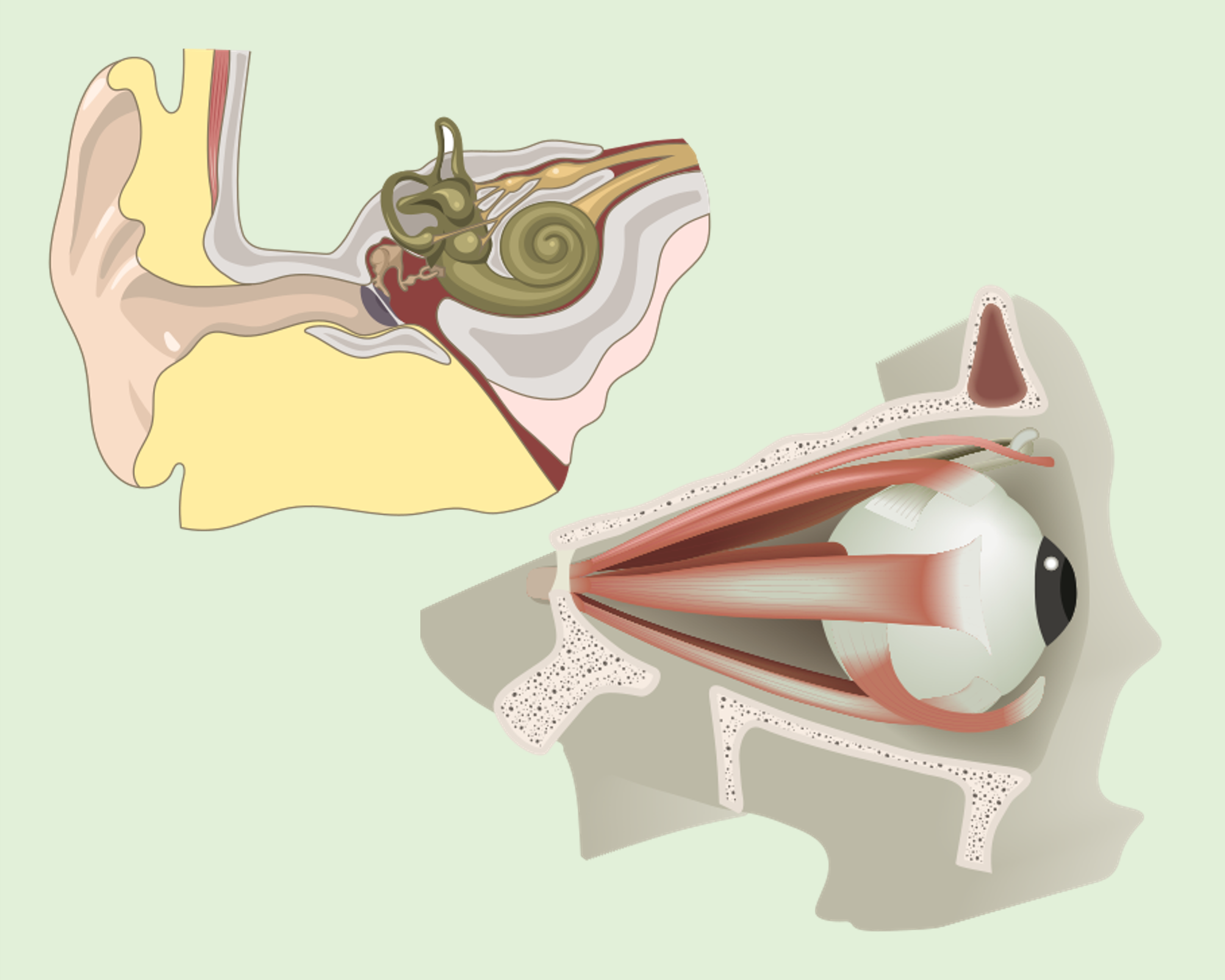 Diagrams of the anatomy of the eye and the ear.