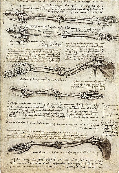 One of Da Vinci’s anatomical sketches, in this case examining the skeletal structure of the arm.